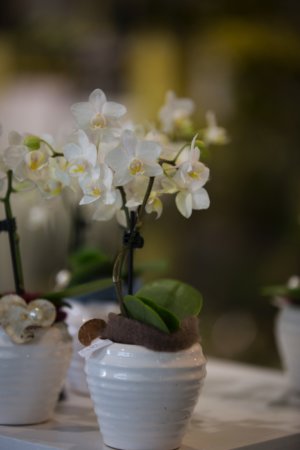 Orchidee Dekoriert